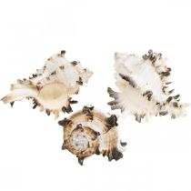 Artikel Deco slakkenhuizen gestreept, zeeslakken natuurlijke decoratie 1kg
