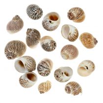 Natuurlijke slakkenhuisjes 500g