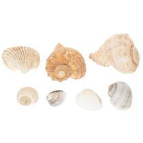 Artikel Slakken en schelpen - Maritieme decoratieve accenten voor een unieke kamerverfraaiing - 500 g