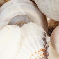 Artikel Slakken en schelpen - Maritieme decoratieve accenten voor een unieke kamerverfraaiing - 500 g