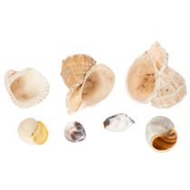 Artikel Slakken en schelpen - Maritieme decoratieve accenten voor een unieke kamerverfraaiing - 500 g