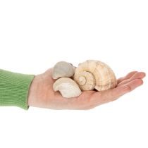 Artikel Slakken en schelpen - Maritieme decoratieve accenten voor een unieke kamerverfraaiing - 500 g