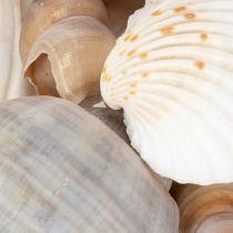 Artikel Schelpen Natuurlijke maritieme decoratieve items voor stijlvol interieur 500 g
