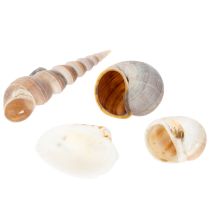 Artikel Schelpen Natuurlijke maritieme decoratieve items voor stijlvol interieur 500 g