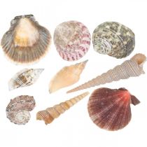 Schelpenmix, schelpen en slakkenhuisjes, zomerdecoratie H3–5cm/L2,5–9cm 950g