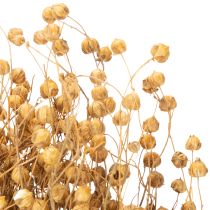 Artikel Natuurlijk gedroogd vlasgras voor droogbloemarrangementen Linum Natur 60cm 180g