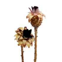 Nerifolia Knop 25st