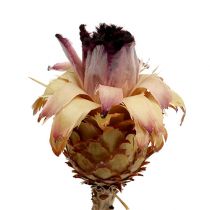 Nerifolia Knop 25st