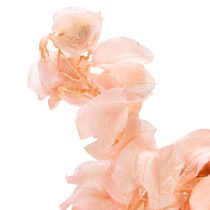 Artikel De gedroogde Nicandra-bloem (75 cm) creëert een romantische sfeer in elke woonruimte.