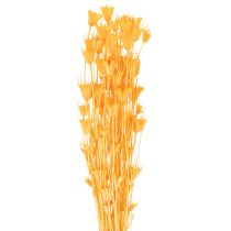 Artikel Nigella droogbloemenarrangement voor langdurig gebruik. Een elegante blikvanger. 70 cm, 50 g