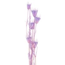 Artikel Boeket gedroogde nigellabloemen, decoratief voor in de woonkamer, creëert een unieke sfeer, 70 cm, 50 g