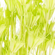 Artikel Gedroogde nigellabloemen, een charmante, natuurlijke kamerdecoratie voor in huis, 70 cm, 50 g