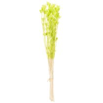 Artikel Gedroogde nigellabloemen, een charmante, natuurlijke kamerdecoratie voor in huis, 70 cm, 50 g