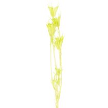 Artikel Gedroogde nigellabloemen, een charmante, natuurlijke kamerdecoratie voor in huis, 70 cm, 50 g