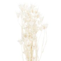 Artikel Gedroogde nigellabloemen, een boeket elegante natuurlijke decoratie voor exclusieve interieurs, 70 cm, 50 g