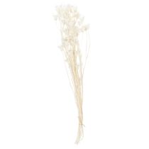 Artikel Gedroogde nigellabloemen, een boeket elegante natuurlijke decoratie voor exclusieve interieurs, 70 cm, 50 g