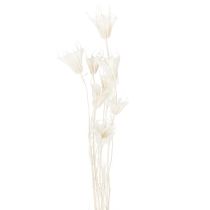 Artikel Gedroogde nigellabloemen, een boeket elegante natuurlijke decoratie voor exclusieve interieurs, 70 cm, 50 g