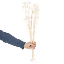 Artikel Gedroogde nigellabloemen, een boeket elegante natuurlijke decoratie voor exclusieve interieurs, 70 cm, 50 g