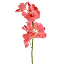 Orchidee Mokara Zalm 50cm 6st