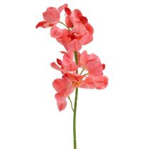 Artikel Orchidee Mokara Zalm 50cm 6st