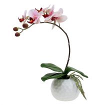 Artikel Roze orchidee in keramische pot 31cm