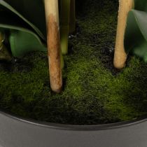 Artikel Kunstmatige orchidee in een pot voor een harmonieuze sfeer, wit, 60 cm