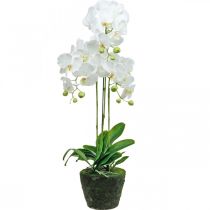 Kunstorchideeën voor de witte pot 80cm