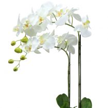 Artikel Orchidee Wit op 65cm bol