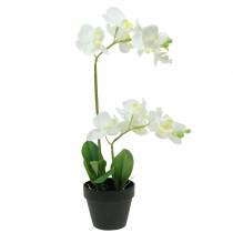 Orchideeën wit in pot kunstplant H35cm