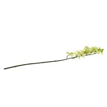 Artikel Orchideeëntak lichtgroen L58cm
