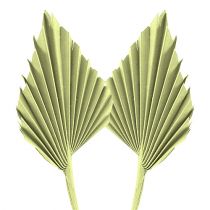 Artikel Palmspear appelgroen witgekalkt 65 st