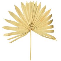 Artikel Palmspear Sun Natuurlijk Palmblad Gedroogd Natuurlijke Decoratie 30 st