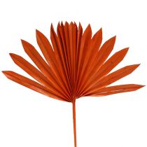 Palmspeer Zon Oranje 30st
