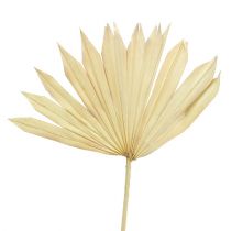 Artikel Palmspear Zongebleekt 30 st