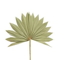 Artikel Palmspear Sun mini natuur 50 st