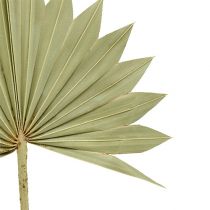Artikel Palmspear Sun mini natuur 50st