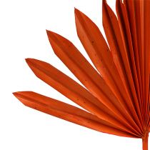 Palmspeer Zon mini Oranje 50st