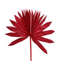 Palmspeer Zon mini Rood 50st