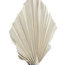Artikel Palmspear Mini White Washed 100 stuks
