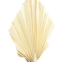 Artikel Palmspear mini gebleekte palmspeer gedroogd 50 st