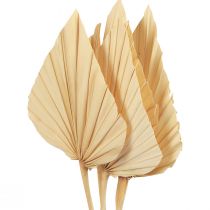 Artikel Palmspear Palmbladeren Natuurlijke decoratie Gebleekt 12,5×38cm 4st