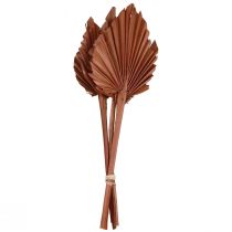 Artikel Palmspear palmbladeren natuurlijke decoratie bruin 5-9×14cm L35cm 4st