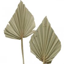 Artikel Minipalmspeer, droge bloemisterij, adventsdecoratie, herdenkingsdagen naturel L33–34cm B7–9cm 4 stuks