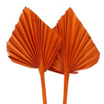 Palm Speer Oranje 65st