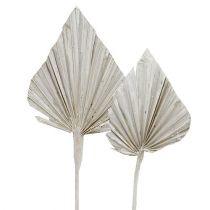 Artikel Palmspeer witgekalkt 10cm - 15cm L33cm 65 st