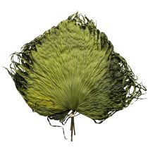 Artikel Decoratie met palmbladeren voor exotische arrangementen en tafeldecoraties, 5 stuks