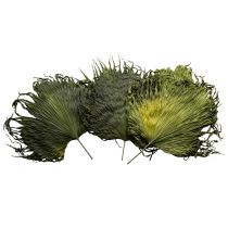 Artikel Palmbladeren gedroogde decoratie Saribus groen 45cm 5 stuks