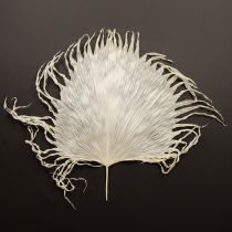 Artikel Palmbladeren gedroogd, decoratief gebleekt 45cm 5 stuks