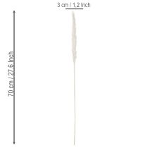 Artikel Gedroogde pampasgrasbloemen, gebleekt, 70 cm, 15 stuks