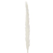 Artikel Gedroogde pampasgrasbloemen, gebleekt, 70 cm, 15 stuks